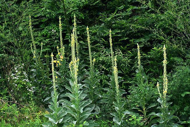 ビロウドモウズイカ