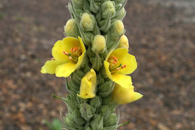 ビロウドモウズイカ