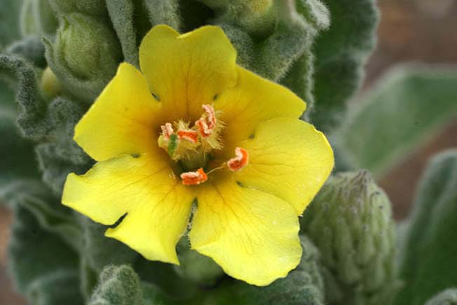 ビロウドモウズイカ