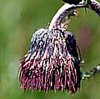 チョウカイアザミ