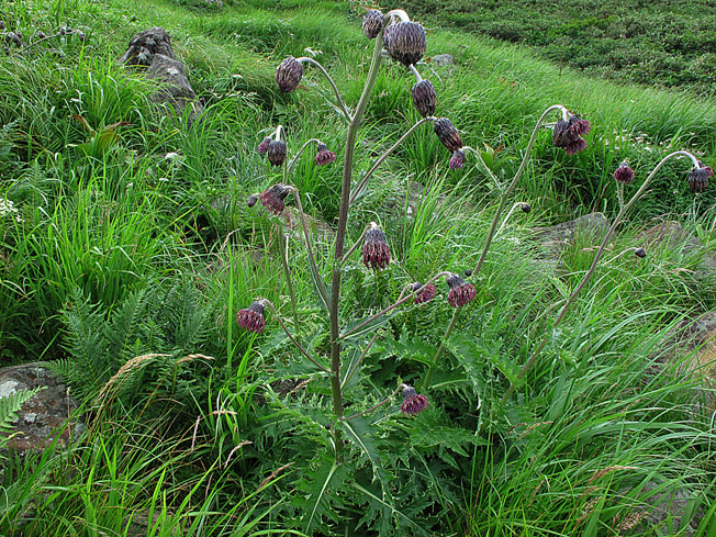 チョウカイアザミ