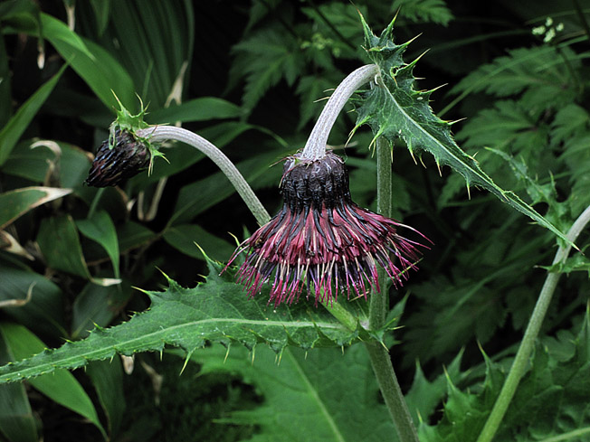 チョウカイアザミ