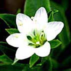 チョウカイフスマ