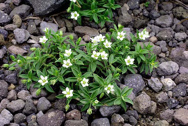 チョウカイフスマ