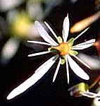 ダイモンジソウ