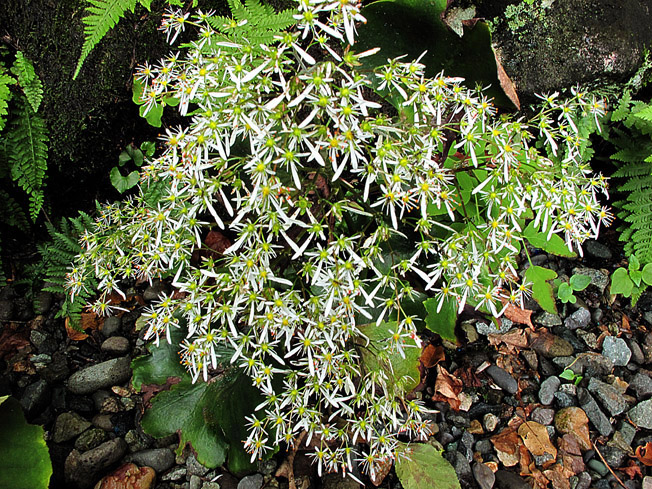 ダイモンジソウ