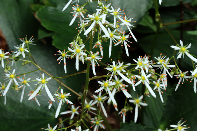 ダイモンジソウ