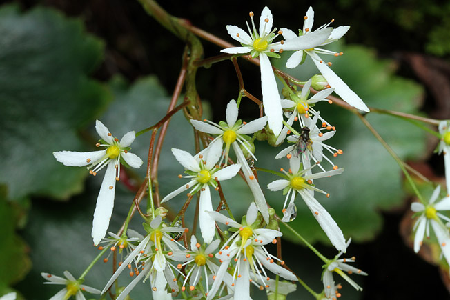 ダイモンジソウ