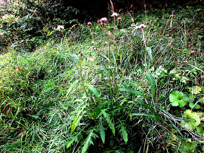 ダキバヒメアザミ