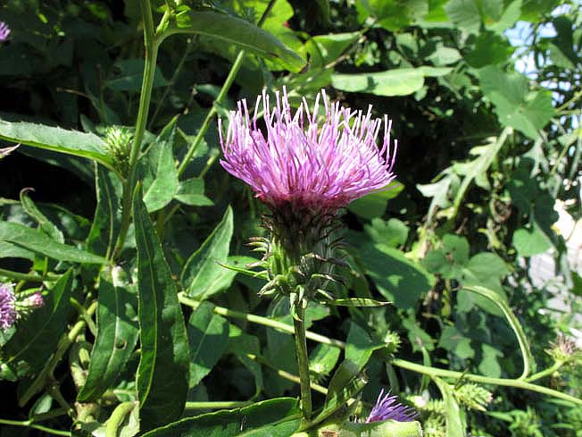 ダキバヒメアザミ