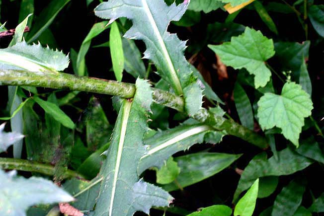 ダキバヒメアザミ