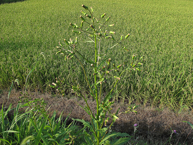 ダンドボロギク