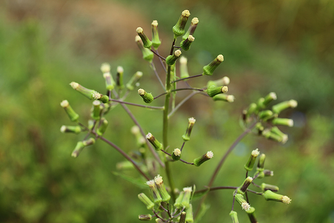 ダンドボロギク