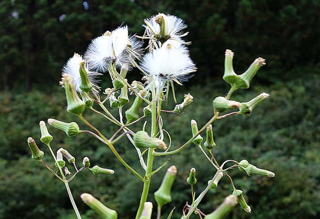 ダンドボロギク