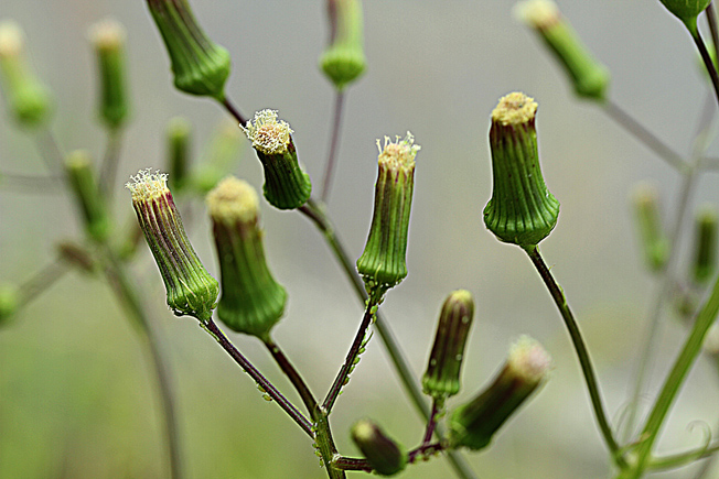 ダンドボロギク