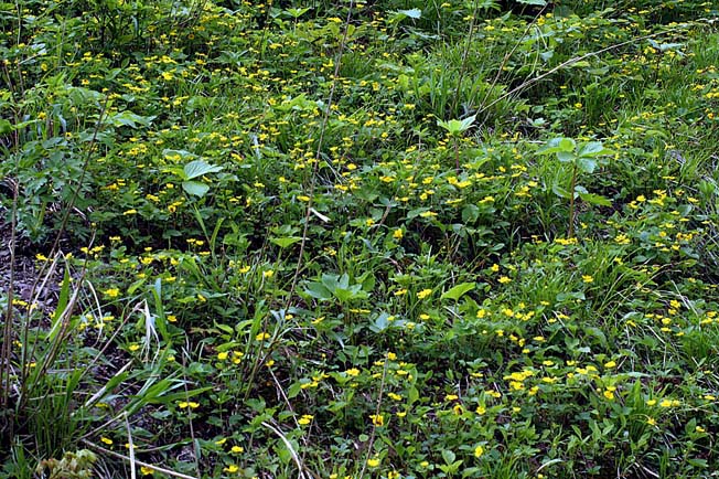 エチゴキジムシロ