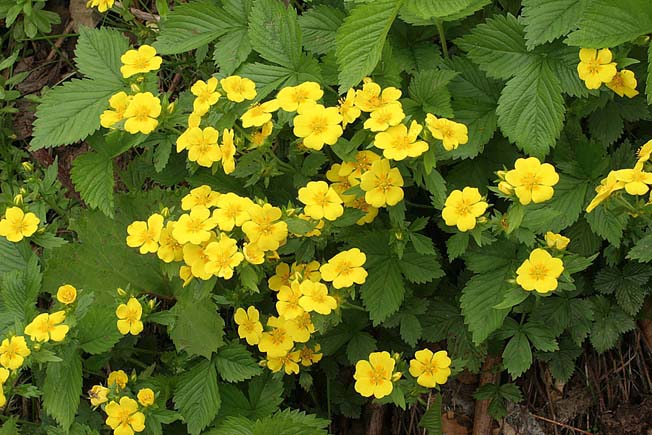 エチゴキジムシロ