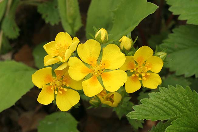 エチゴキジムシロ