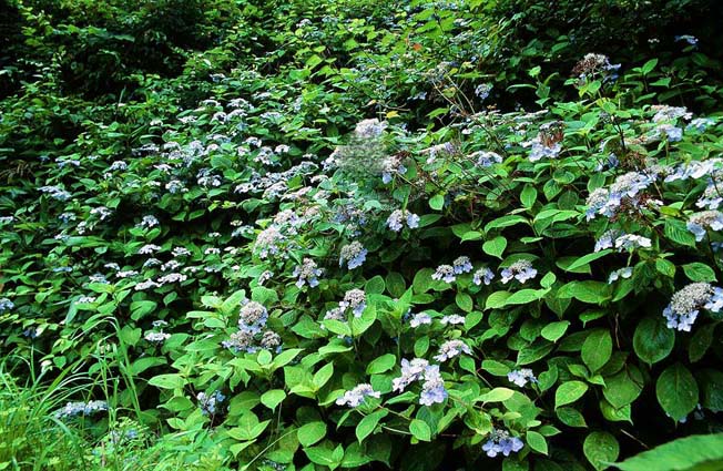 エゾアジサイ