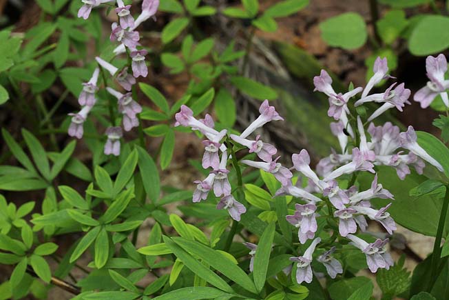 エゾエンゴサク