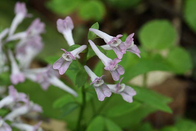 エゾエンゴサク