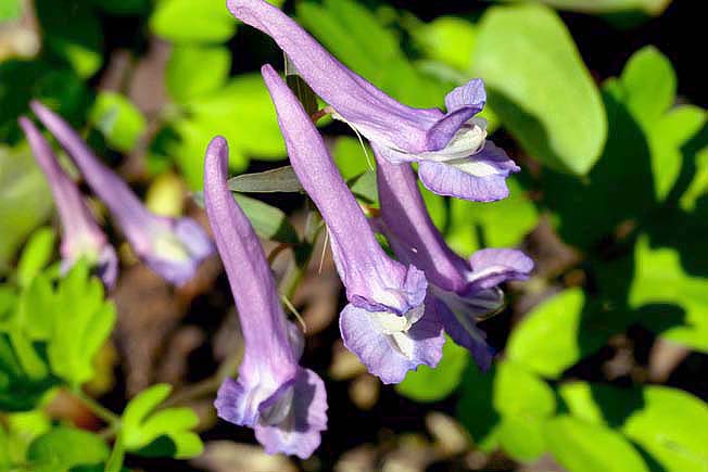 エゾエンゴサク