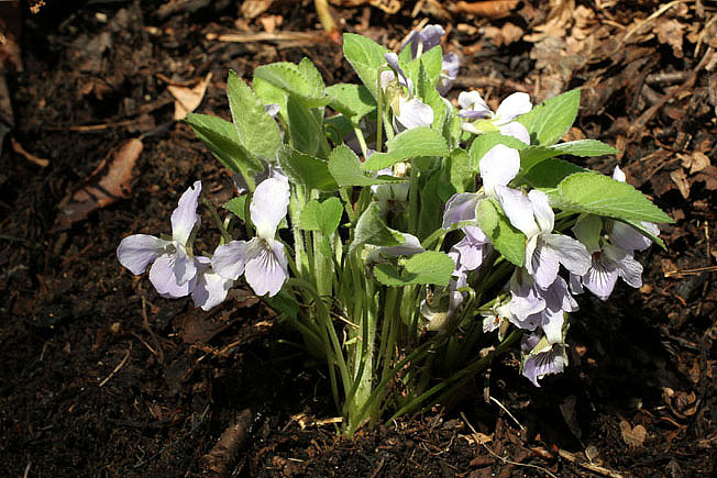 エゾノアオイスミレ