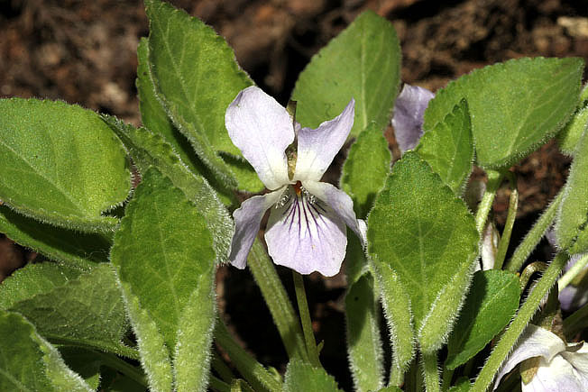 エゾノアオイスミレ