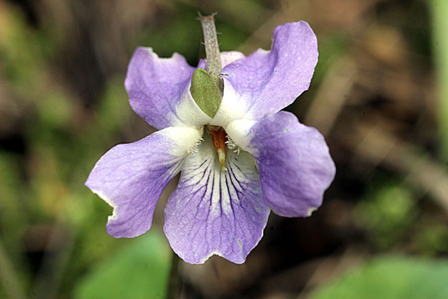 エゾノアオイスミレ