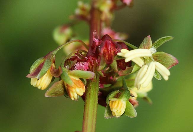 エゾノギシギシ