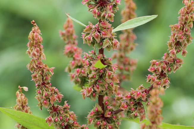 エゾノギシギシ