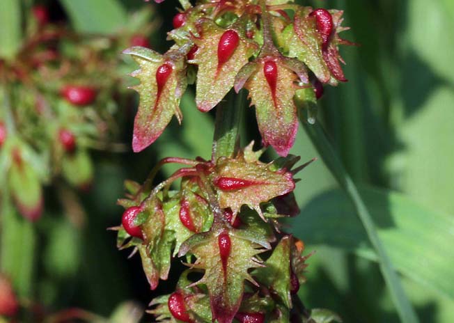 エゾノギシギシ