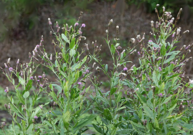 エゾノキツネアザミ