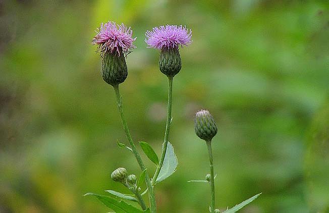 エゾノキツネアザミ