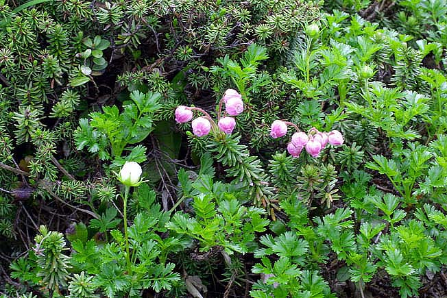 エゾノツガザクラ