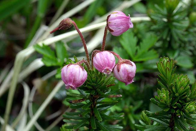 エゾノツガザクラ