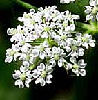 エゾノヨロイグサ