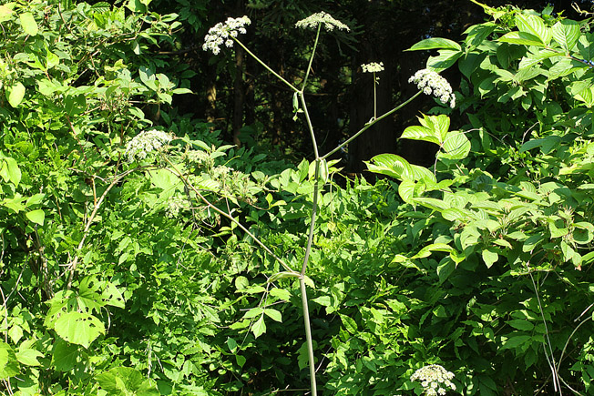 エゾノヨロイグサ