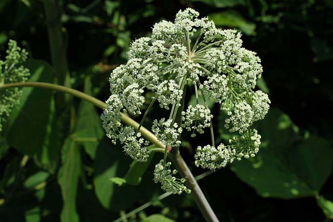 エゾノヨロイグサ