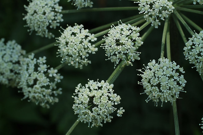 エゾノヨロイグサ