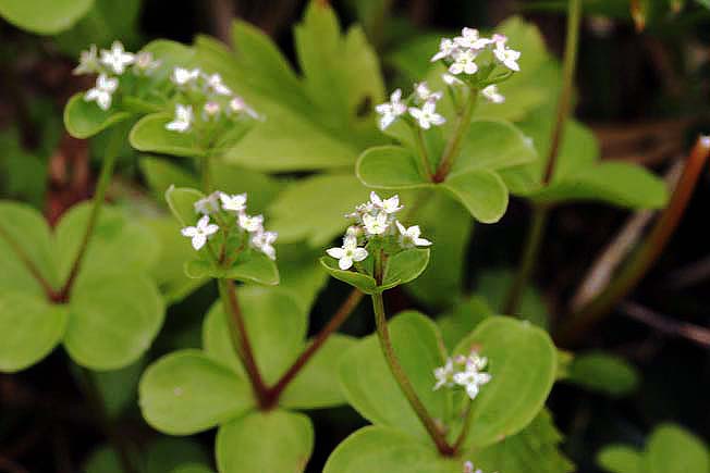 エゾノヨツバムグラ