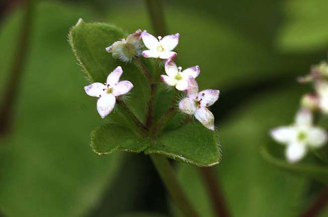 エゾノヨツバムグラ