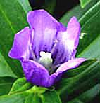 エゾオヤマリンドウ