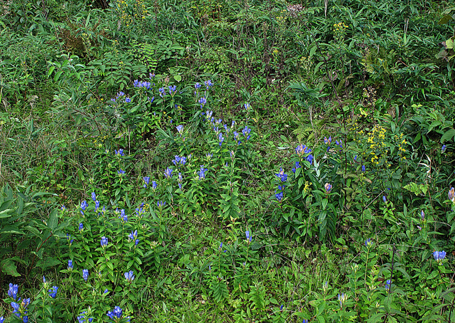 エゾオヤマリンドウ
