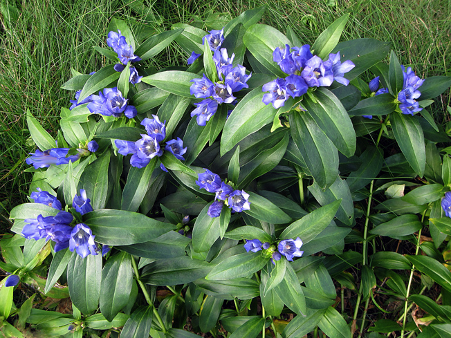 エゾオヤマリンドウ