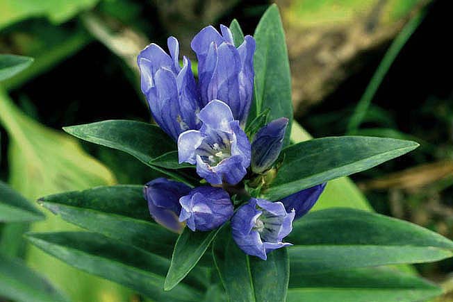 エゾオヤマリンドウ