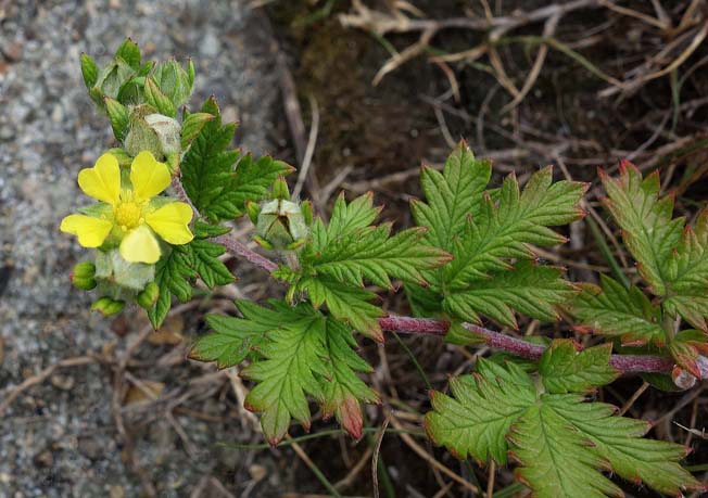 エゾツルキンバイ