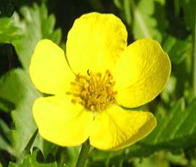 エゾツルキンバイ