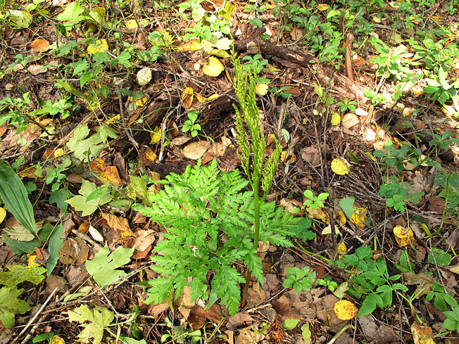 フユノハナワラビ