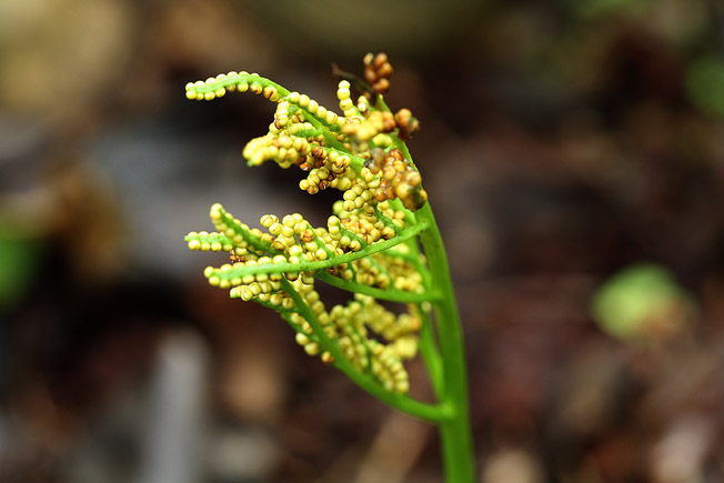 フユノハナワラビ